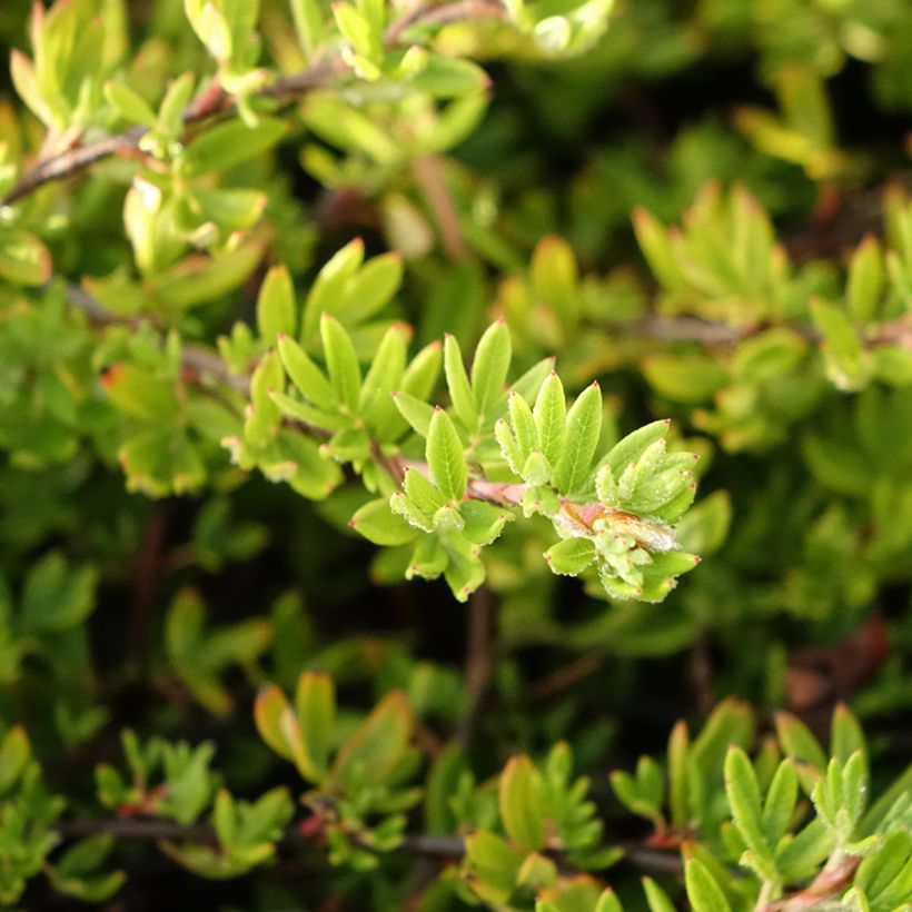 Potentilla fruticosa Elizabeth (= Sutters gold) (Foliage)