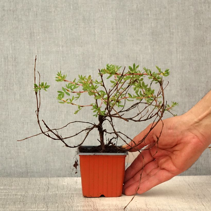 Potentille arbustive - Potentilla fruticosa Elisabeth - Godet de 8/9 cm sample as delivered in spring