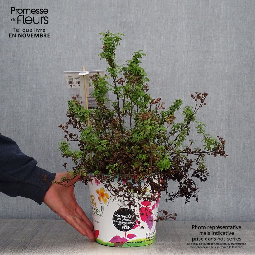 Potentille arbustive - Potentilla fruticosa Red'issima Pot de 4L/5L sample as delivered in autumn