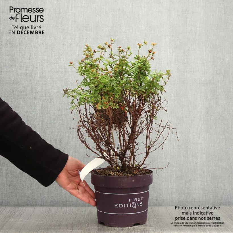 Potentille fruticosa Mandarin Tango Pot de 2L/3L sample as delivered in autumn