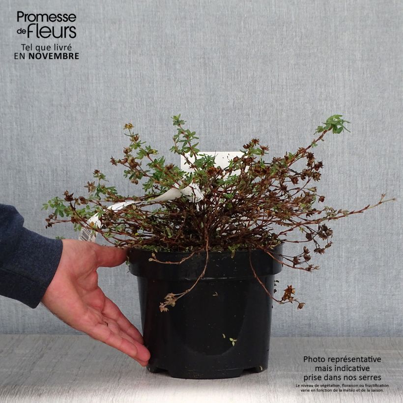 Potentilla fruticosa Medicine Wheel Mountain - Shrubby Cinquefoil sample as delivered in autumn