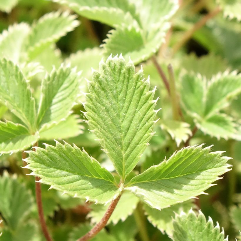 Potentilla atrosanguinea (Foliage)