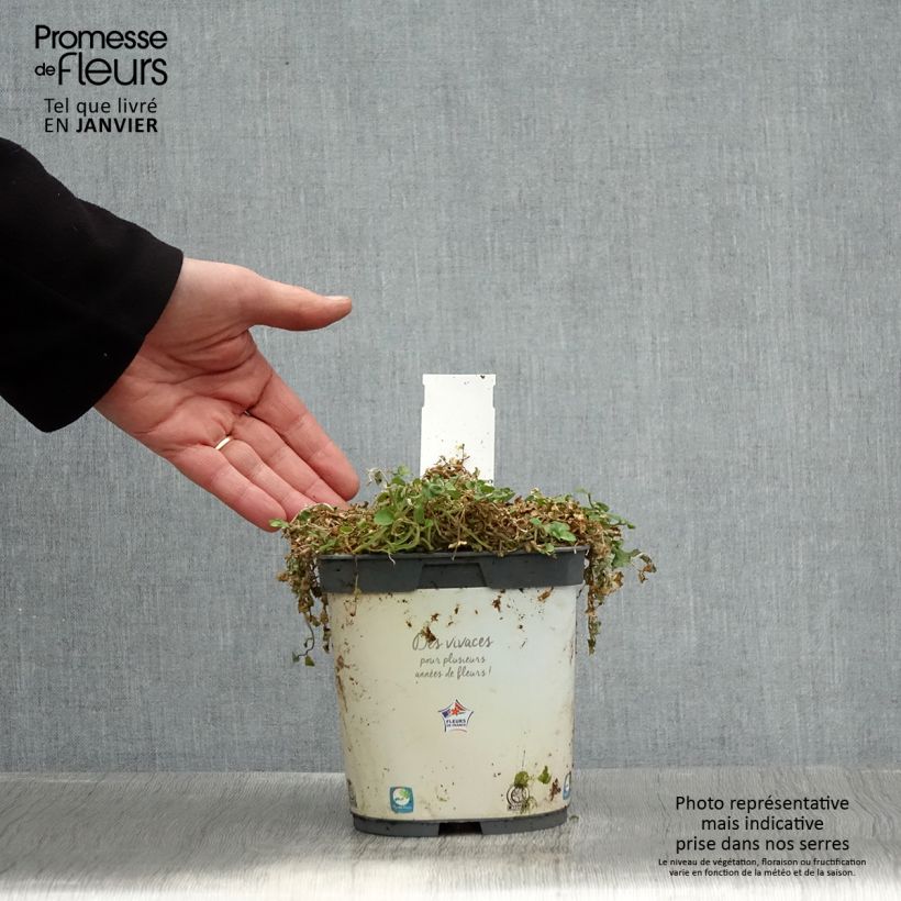 Pratia pedunculata Pot de 2L/3L sample as delivered in winter