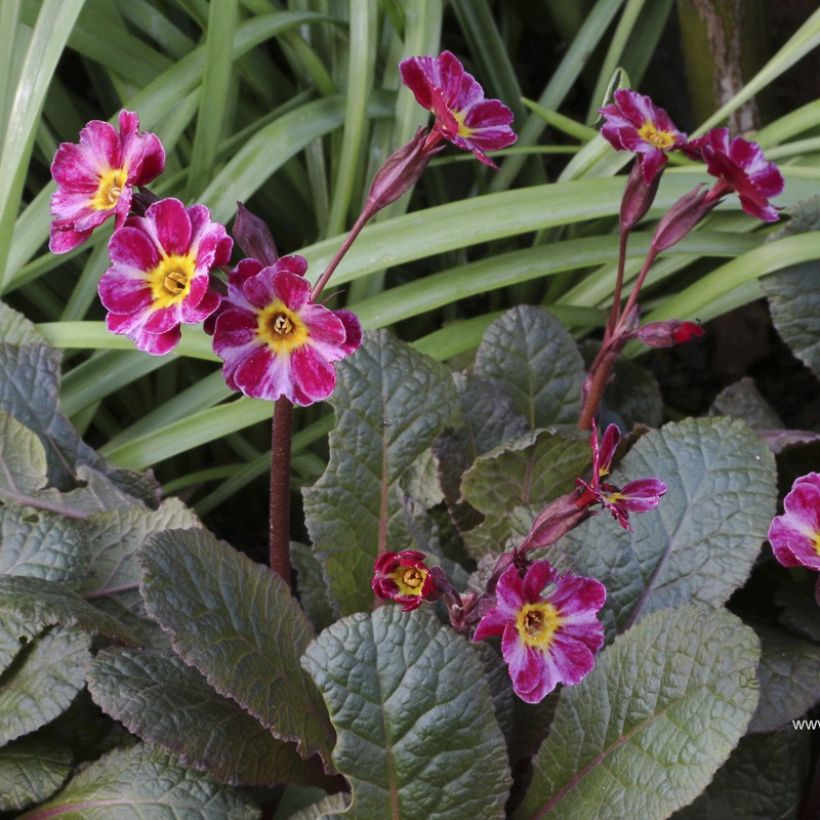 Primula polyanthus Dark Rosaleen - Hose-in-hose (Flowering)