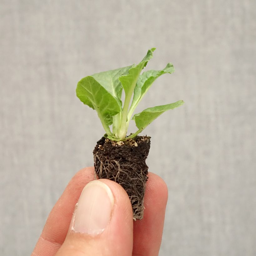 Primula vulgaris Rambo F1 Appleblossom - English Primrose Plug plant 1.5/2.5 cm sample as delivered in autumn