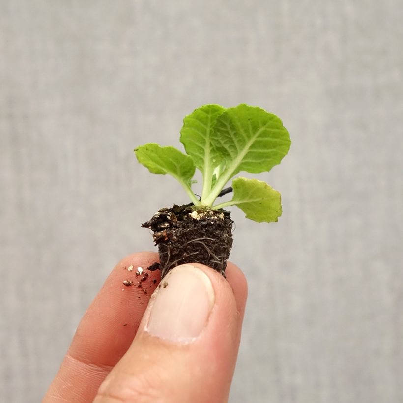 Primula vulgaris Rambo F1 Pink Flame - English Primrose Plug plant 1.5/2.5 cm sample as delivered in autumn