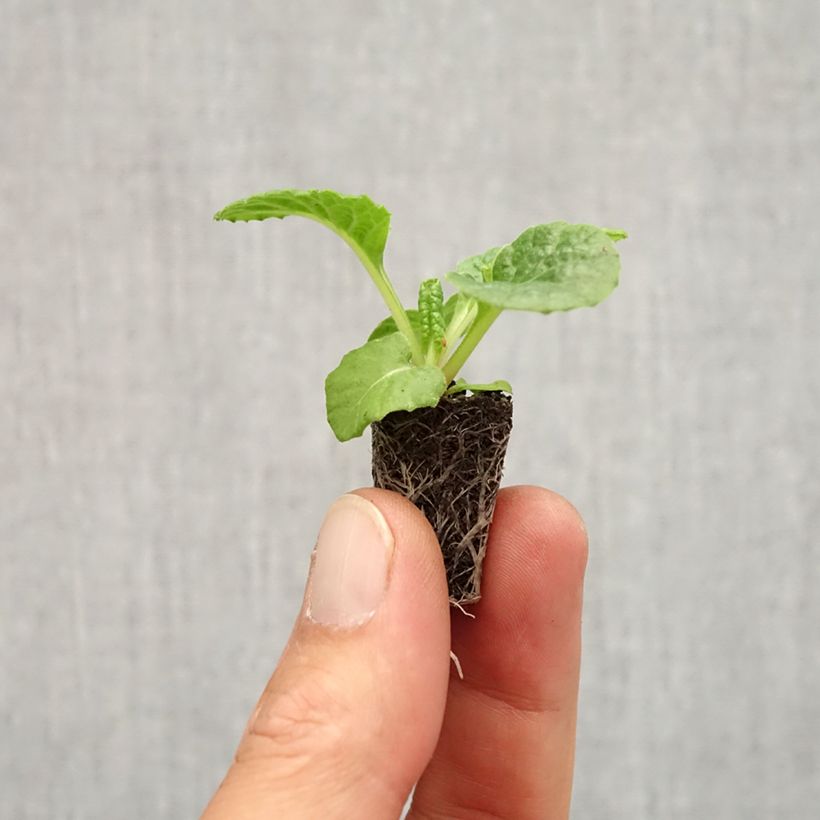 Primula vulgaris Rambo F1 Red Flame - English Primrose Plug plant 1.5/2.5 cm sample as delivered in autumn