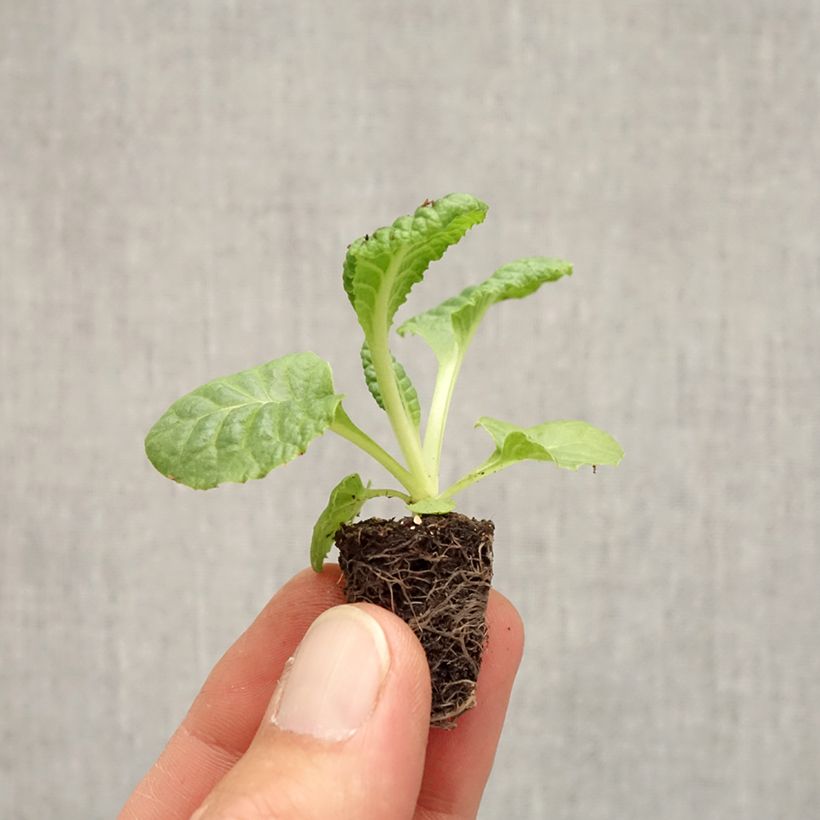 Primula vulgaris Rambo F1 Scarlet - English Primrose Plug plant 1.5/2.5 cm sample as delivered in autumn