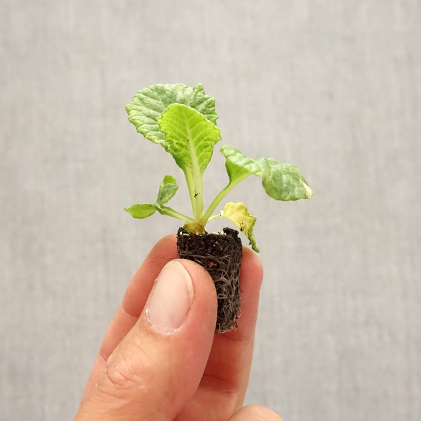 Primula vulgaris Rambo F1 Yellow Gold - English Primrose Plug plant 1.5/2.5 cm sample as delivered in autumn