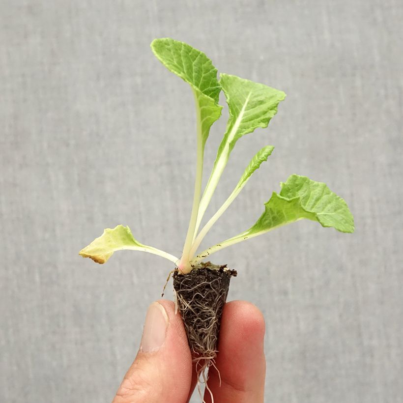 Primula vulgaris Rosebud F1 Light yellow - English Primrose Plug plant 1.5/2.5 cm sample as delivered in autumn