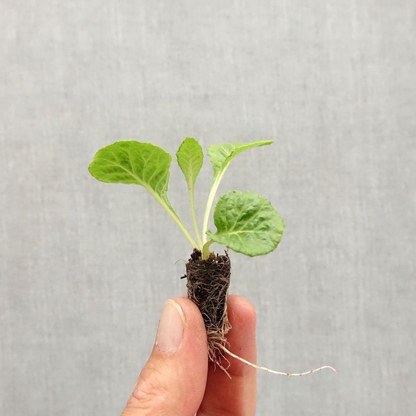 Primevere Rosebud F1 Red Shades - Primula acaulis - Mini-motte Ø 1,5/2,5 cm sample as delivered in autumn