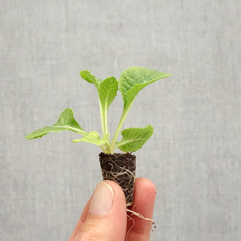 Primula vulgaris Rosebud F1 Tutti frutti - English Primrose Plug plant 1.5/2.5 cm sample as delivered in autumn