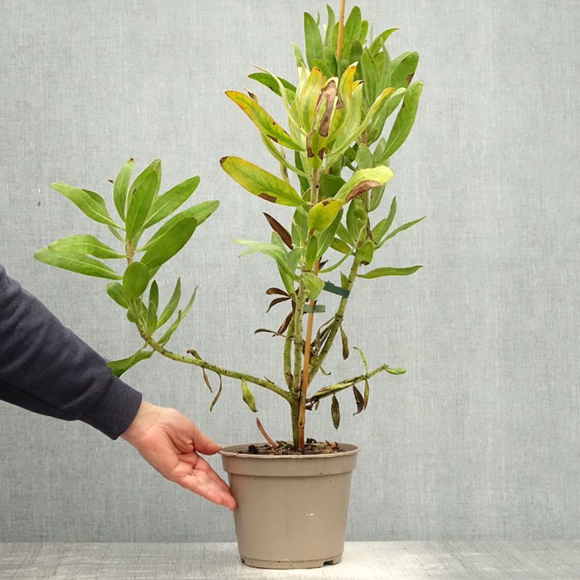 Protea Susara - Protée hybride Pot de 4L/5L sample as delivered in spring