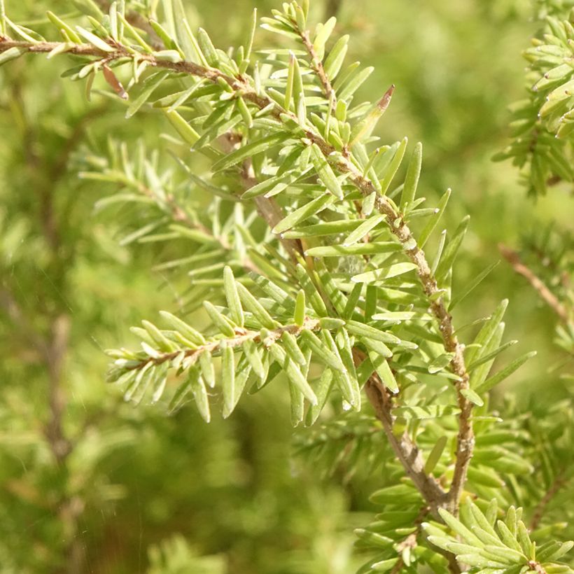 Tsuga heterophylla - Western Hemlock (Foliage)