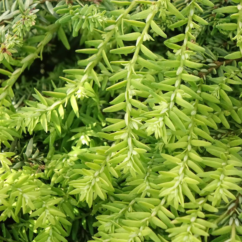 Tsuga canadensis Nana - Eastern Hemlock (Foliage)