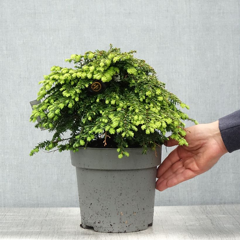 Tsuga canadensis Nana - Eastern Hemlock 4L/5L potShipped height around 25/30cm sample as delivered in spring