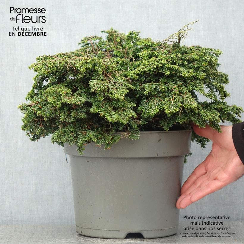 Pruche du Canada - Tsuga canadensis Popeleski                     Pot de 7,5L/10L sample as delivered in autumn