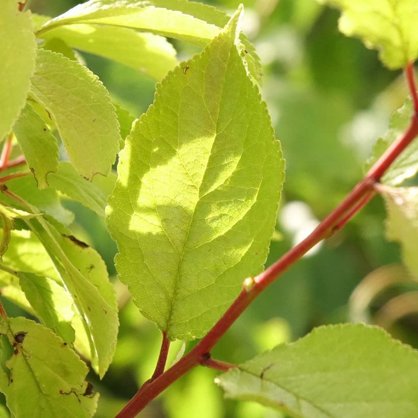 Prunus domestica Hauszwetsche - Common plum (Foliage)