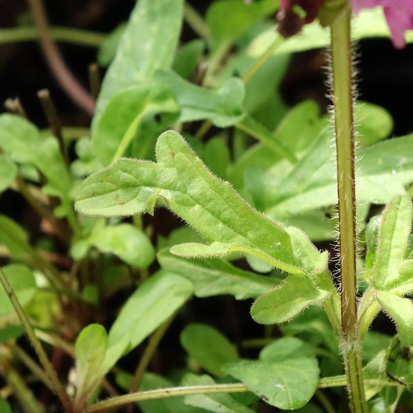 Prunella grandiflora Bella Deep Rose - Self-heal (Foliage)