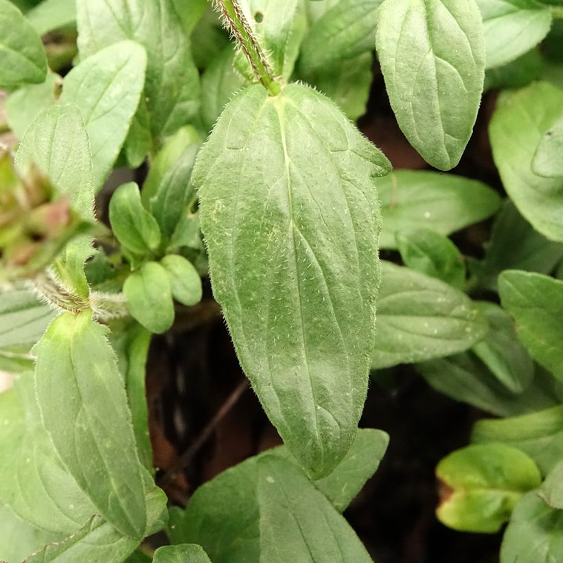 Prunella grandiflora Pink Loveliness - Self-heal (Foliage)