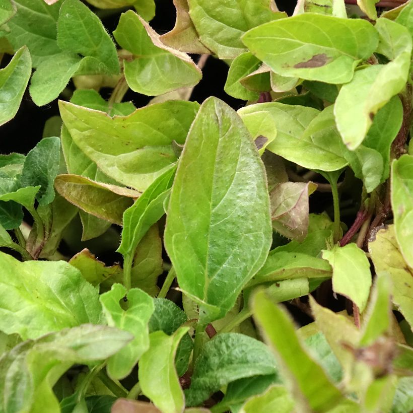 Prunella vulgaris - Self-heal (Foliage)