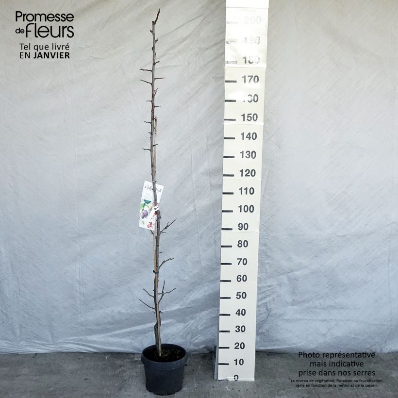 Prunier colonnaire Quetsche Toronto Pot de 6L/7L sample as delivered in winter