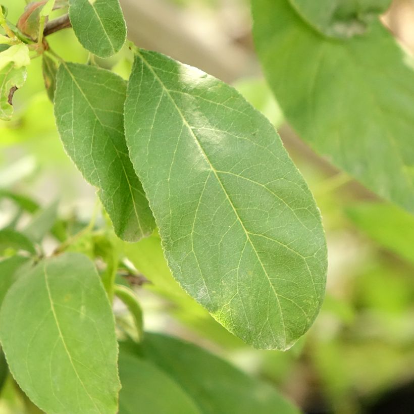 Prunus domestica Golden Japan - Common plum (Foliage)