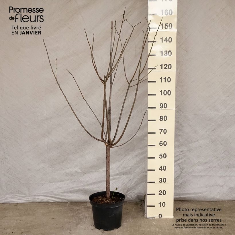 Prunus domestica Mr. Hâtif - Common plum 7.5L/10L pot, GobletShipped height around 140/160cm sample as delivered in winter