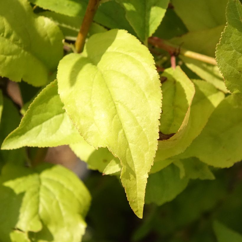 Prunus domestica Fruit Me Plum Me Angeleno - Common plum (Foliage)