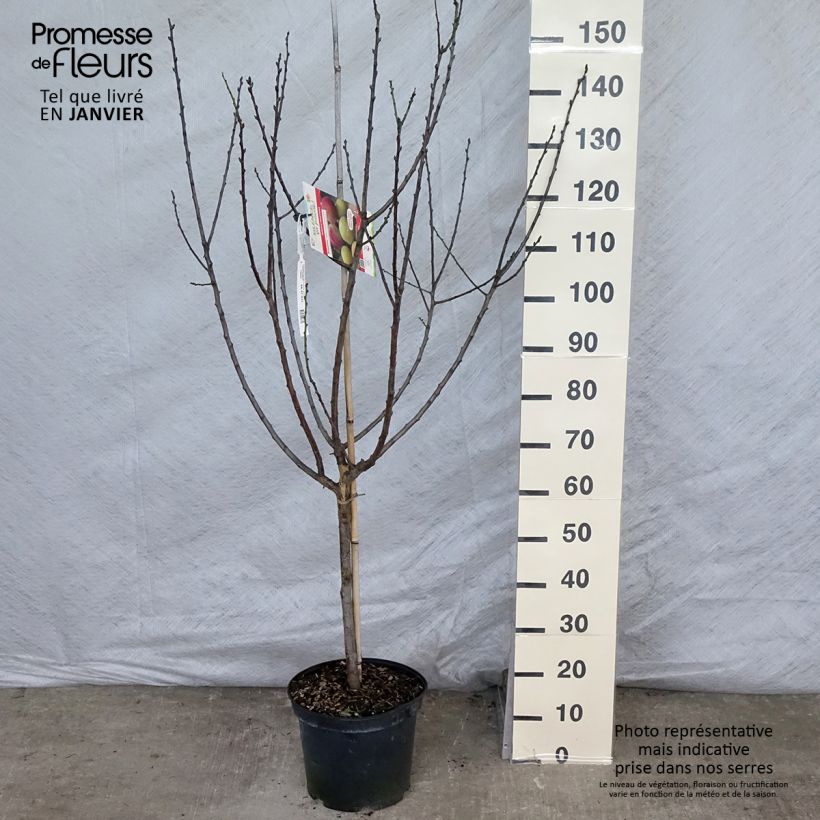 Prunus domestica Reine Claude Moissac - Common plum 7.5L/10L pot, GobletShipped height around 180/200cm sample as delivered in winter