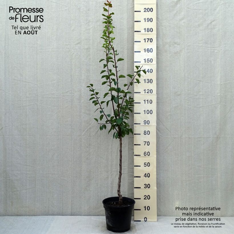 Saint Catherine Plum Tree 7.5L/10L pot, GobletShipped height around 140/160cm sample as delivered in summer