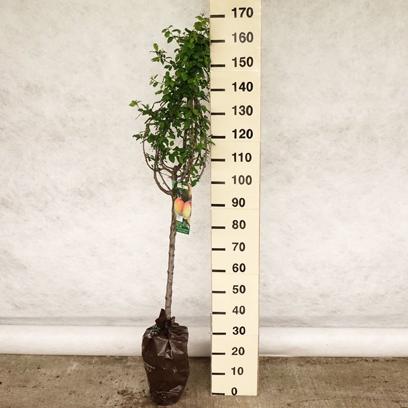 Prunus domestica Thames Cross - Common plum Ready-to-plant root ball, GobletShipped height around 110/+cm sample as delivered in spring