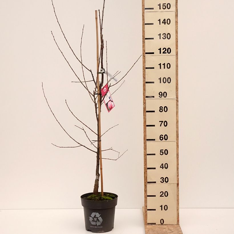 Prunus domestica Tipala 7.5L/10L pot, GobletShipped height around 125/150cm sample as delivered in winter