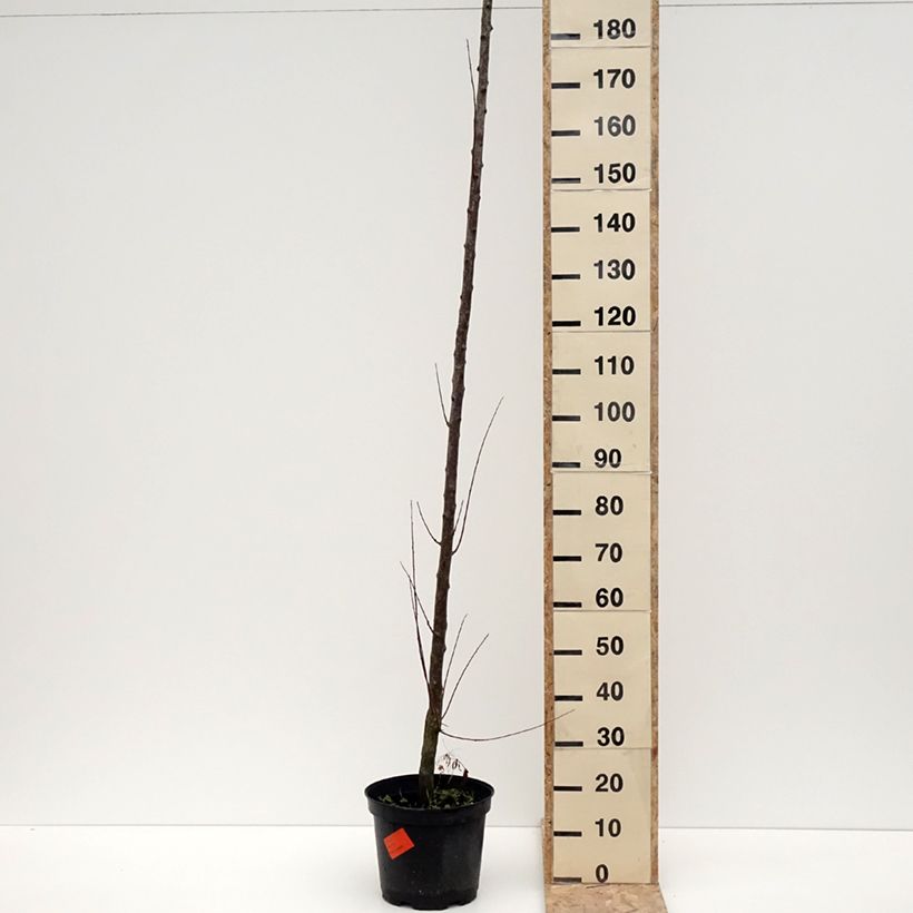 Prunus domestica Wignon - Common plum 7.5L/10L pot, StandardShipped height around 175/+cm sample as delivered in winter