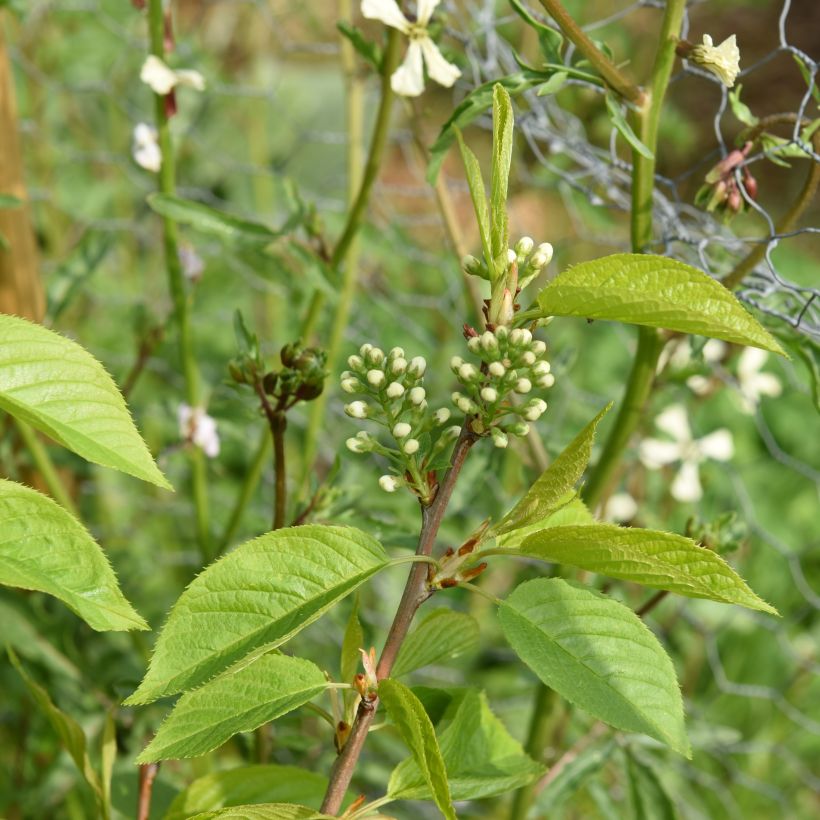 Prunus maackii Amber Beauty (Foliage)