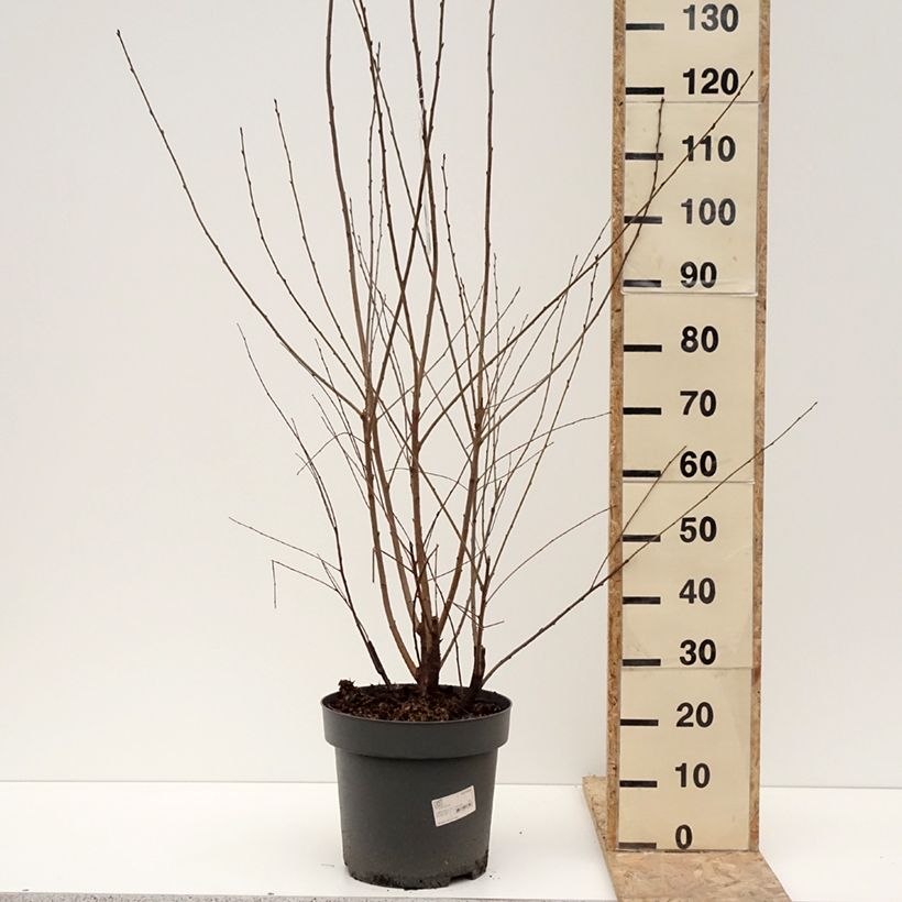 Prunus serrula - Tibetan Cherry 7.5L/10L potShipped height around 125cm sample as delivered in winter