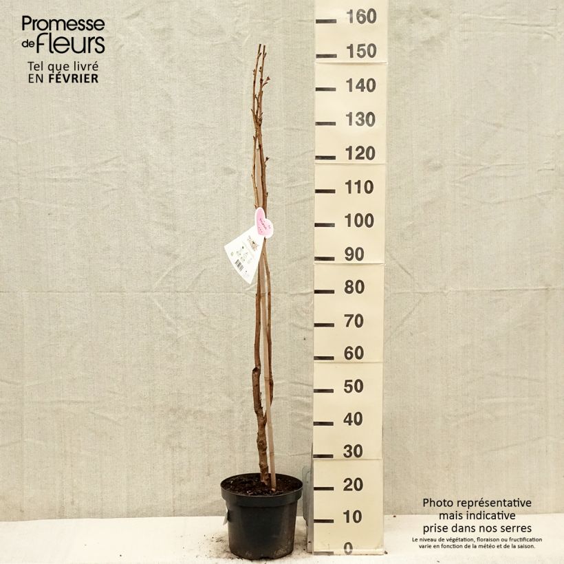 Prunus serrulata Amanogawa 100/125 en pot de 7.5L/10L sample as delivered in winter