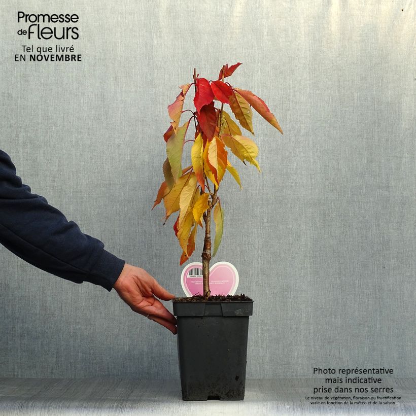 Prunus serrulata Amanogawa - Pot de 4L/5L sample as delivered in autumn