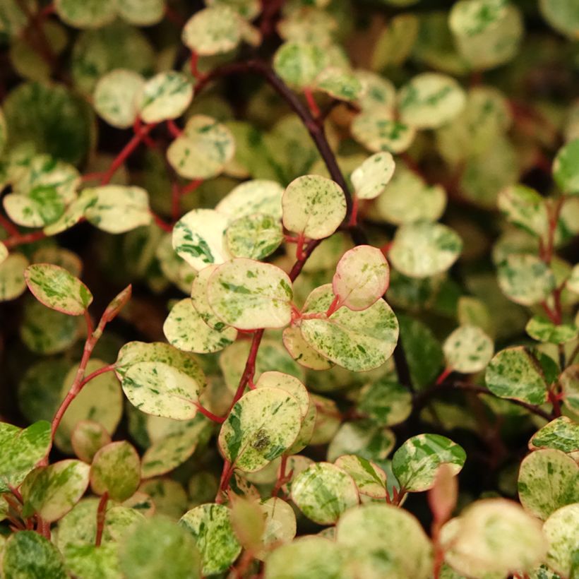 Pseudanthus tasmanicus Radiance (Foliage)