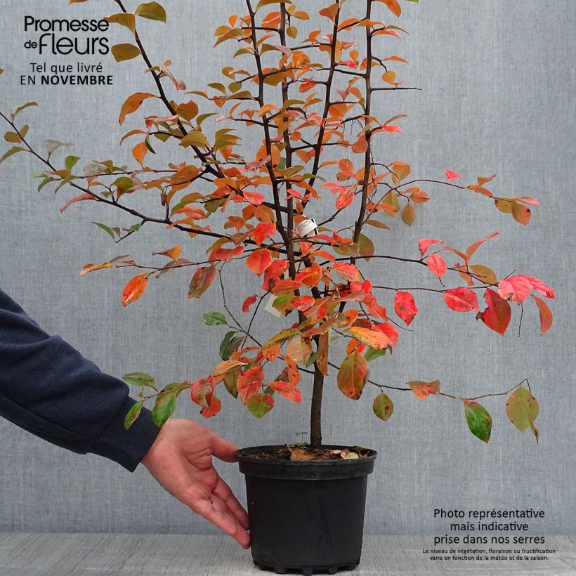 Pseudocydonia sinensis - Cognassier de Chine Pot de 3L/4L sample as delivered in autumn