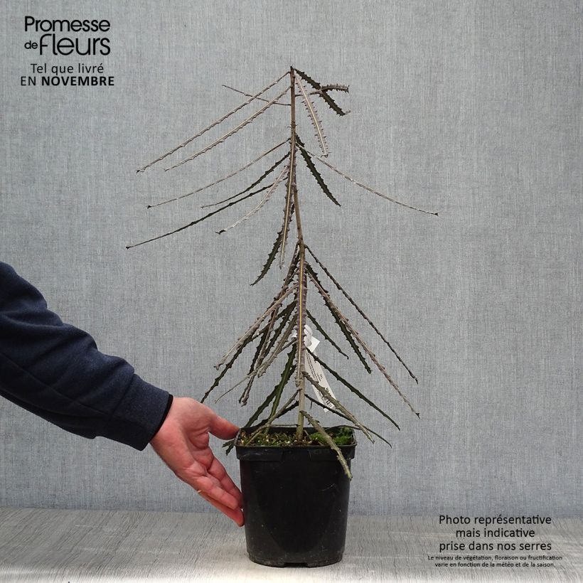 Pseudopanax ferox Pot de 2L/3L sample as delivered in autumn