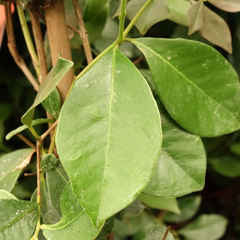 Psidium cattleianum (cattleyanum) Sabine  (Foliage)