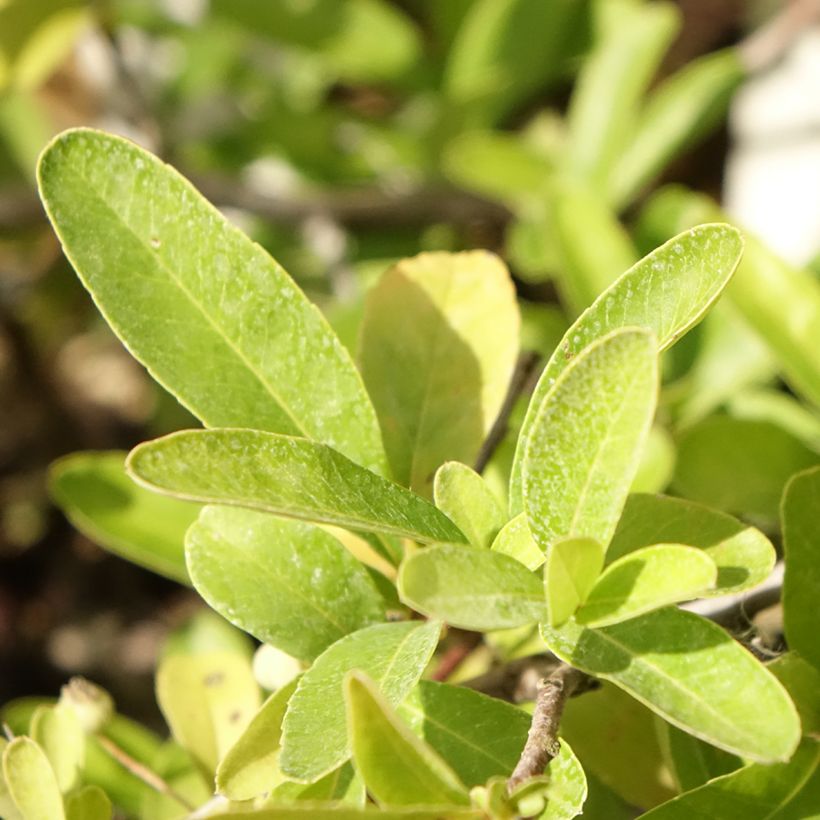 Pyracantha coccinea Sunny Star (Foliage)