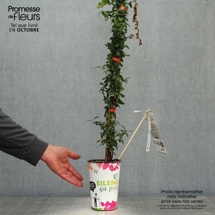 Pyracantha SAPHYR Orange 40/60cm en pot de 2L - Buisson ardent sample as delivered in autumn