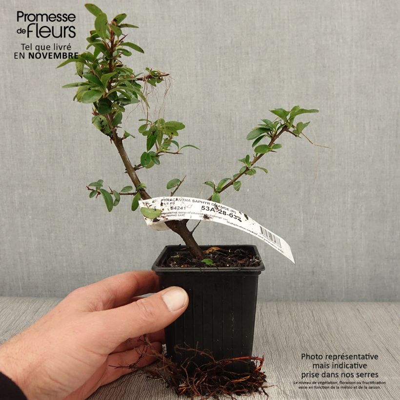 Pyracantha SAPHYR Orange en godet de 9cm - Buisson ardent. sample as delivered in autumn