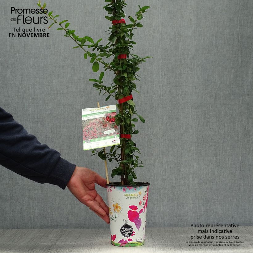 Pyracantha SAPHYR Rouge - Buisson ardent en pot de 2/3L sample as delivered in autumn