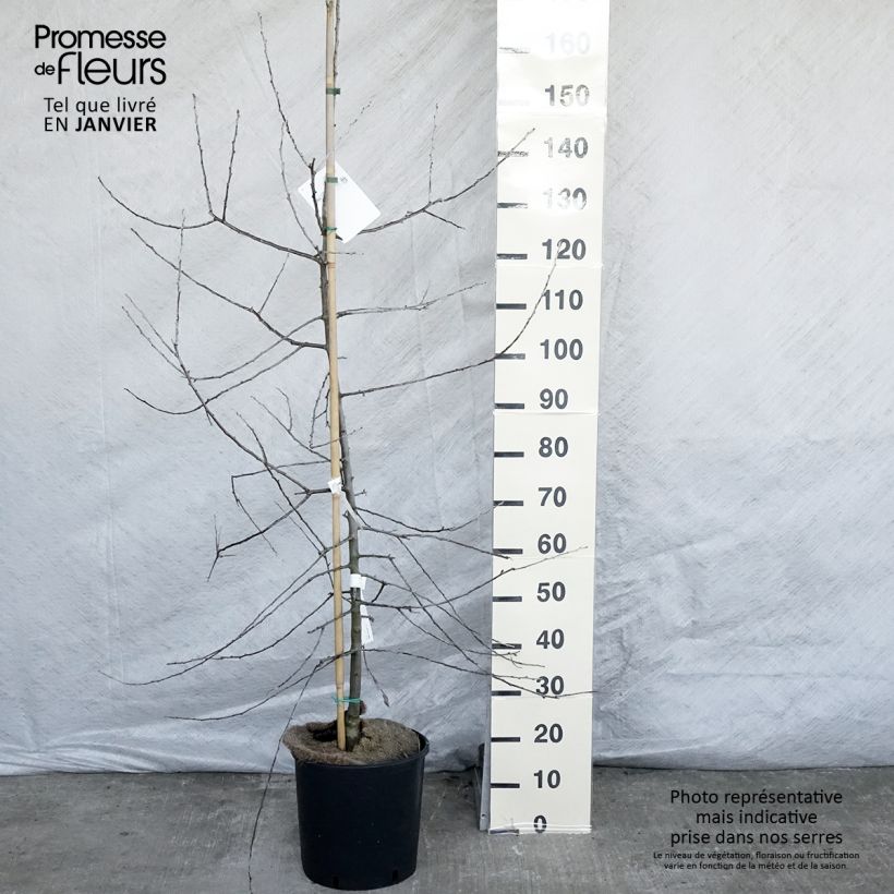 Pyrus salicifolia Pendula - Poirier d'ornement pleureur en pot de 12/15L sample as delivered in winter