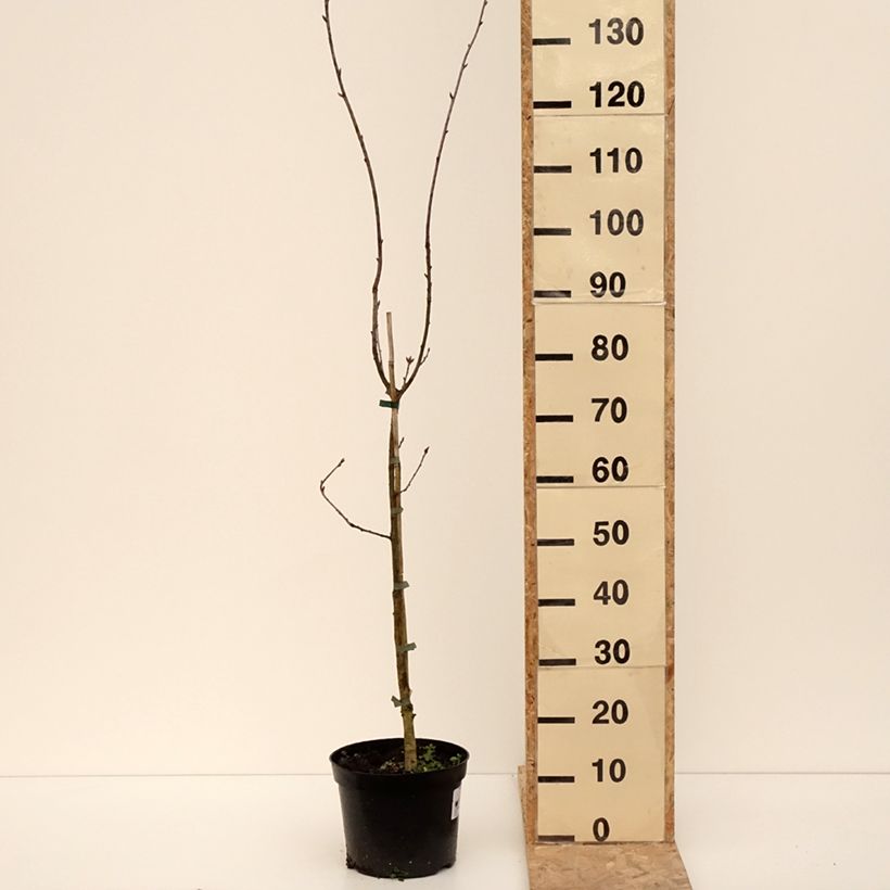 Quercus robur Cucullata -  - Sessile Oak 4L/5L potShipped height around 140/160cm sample as delivered in winter