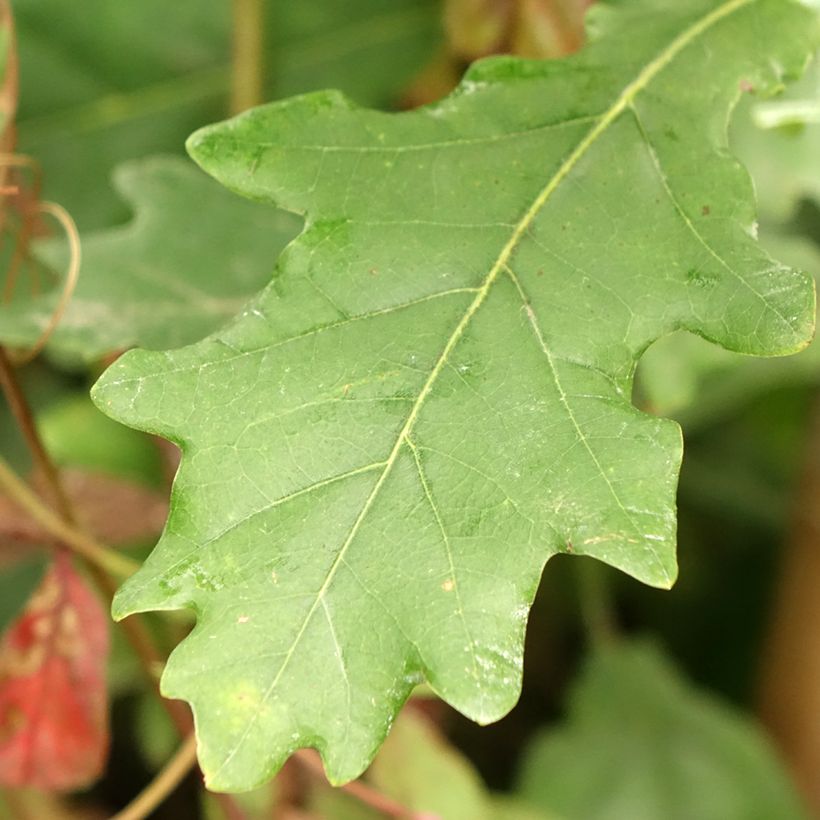 Quercus robur Fastigiata Koster (Foliage)