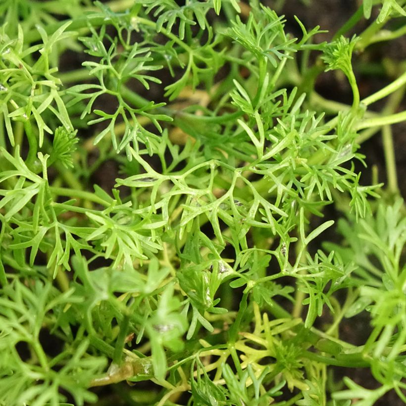 Ranunculus aquatilis - common water crowfoot (Foliage)